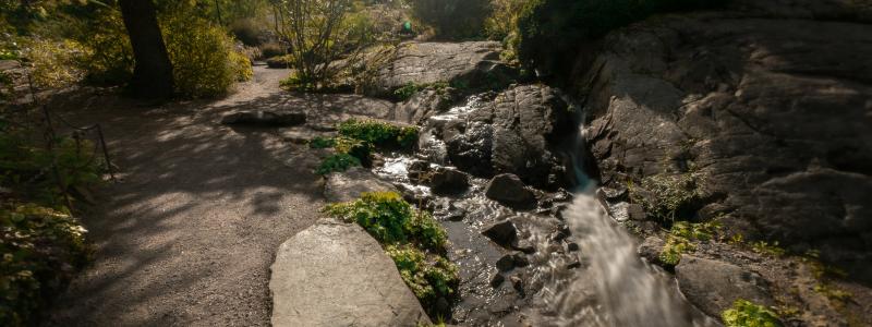 Göteborgs botaniska trädgård Foto: alexander buhaj/unsplash
