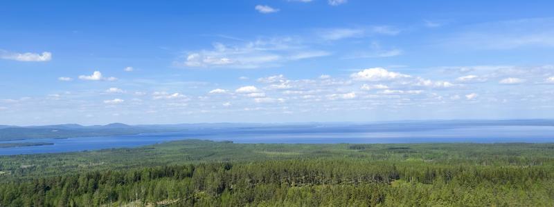 Motstridigt resultat: trästommen var bäst i en studie, i nästa var den sämst. Foto: Andrea Hallencreutz/IVL