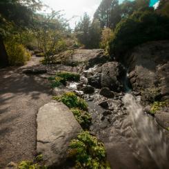 Göteborgs botaniska trädgård Foto: alexander buhaj/unsplash